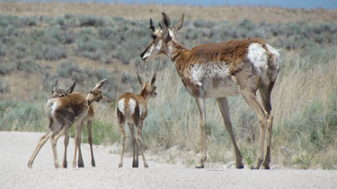 Antelope